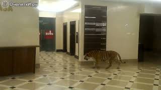 тигр пришёл в магазин впечатляющие кадры 😱#тигры #тигрвмагазине #новости #вести #сми #360новости