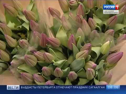 Растущие тюльпаны