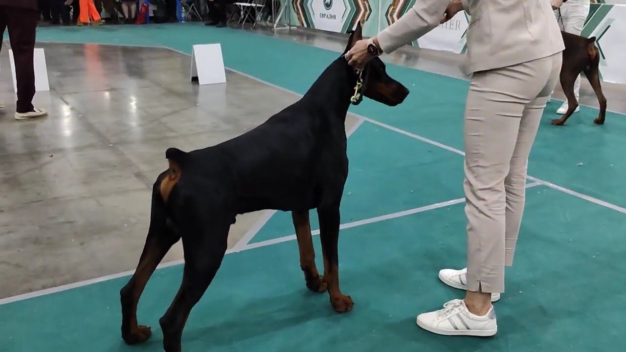 Доберман Евразия 2024 . 17.11.24. Кобели Открытый класс.