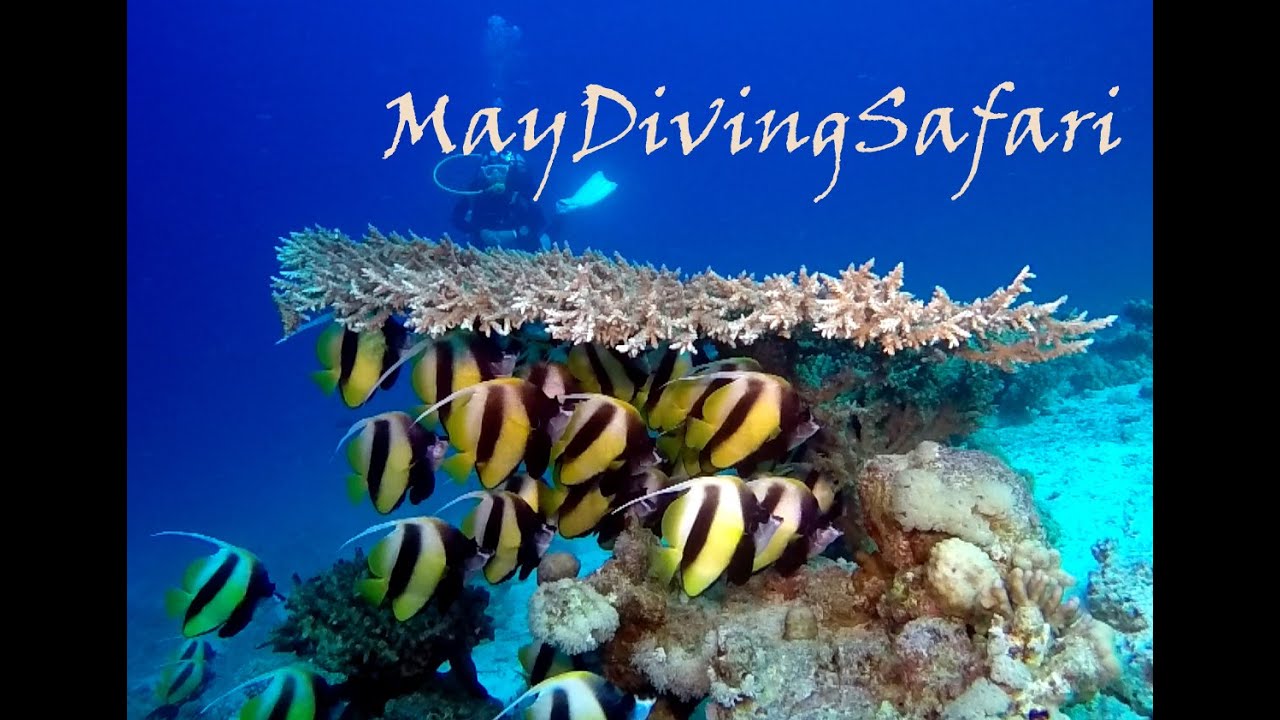 Safety Stop before you leave/Остановка безопасности...