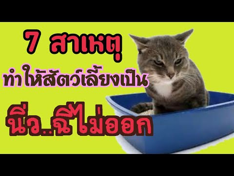 วีดีโอ: โรคนิ่วในแมว