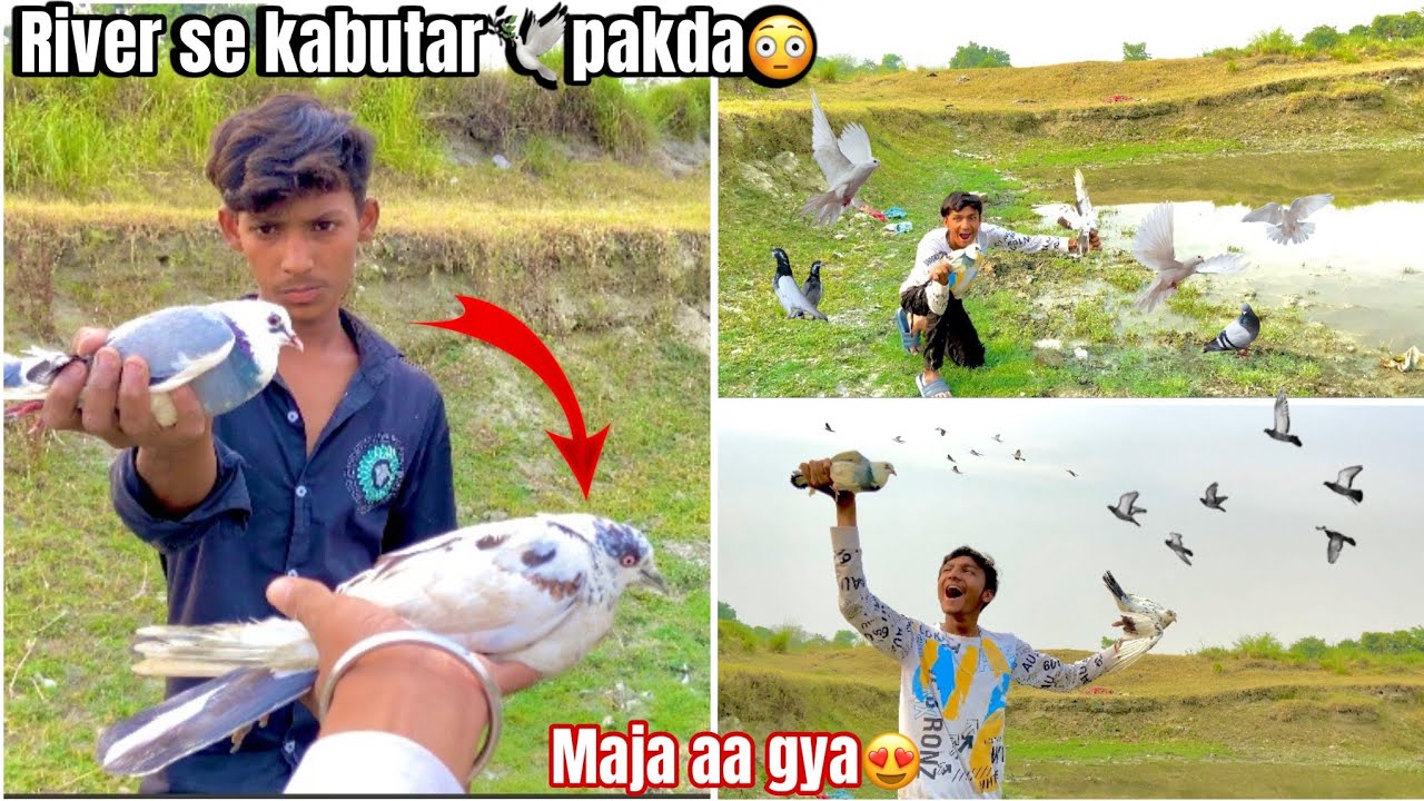 River side se new pigeon 🕊pakda😍 !! laal ankh wala kabtar🕊 pakkad liya 🤗 !! #petsvlog #vlog