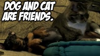 Dog and Cat are friends.