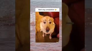 Best dog compilation