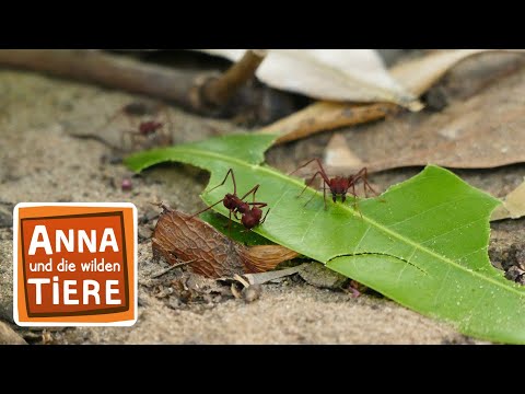 Das Geheimnis der Blattschneiderameise | Reportage für Kinder | Anna und die wilden Tiere