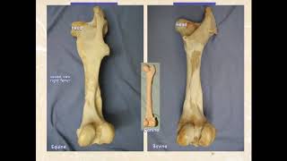 Bones Pelvic Limb