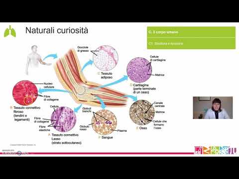 Video: Qual è il rapporto tra struttura e funzione?