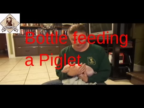 Feeding An Orphan Piglet