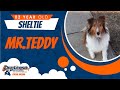 2 Yr. Old, Sheltie (Mr. Teddy) | Best Dog Trainers in Richmond! | Dog Training Richmond Va 2 Yr. Old, Sheltie (Mr. Teddy) | Best Dog Trainers in Richmond! | Dog Training Richmond Va