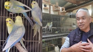 RAINBOW BUDGIES by Pinoy na Aussie pa 1,028 views 9 months ago 6 minutes, 34 seconds