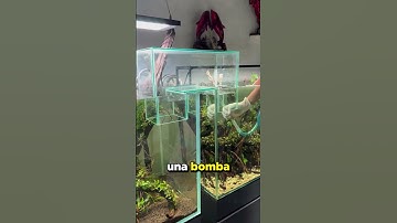Él Hizo Muy Feliz a Sus Peces ❤️