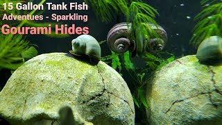 15 Gallon Tank Fish Adventures - Sparkling Gourami Hides by Skye Gibbens 101 views 3 years ago 13 minutes, 7 seconds