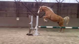 Khrysos 4 Yo Palomino Oldenburg Gelding For Sale Jump Chute