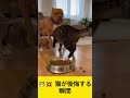 😾💥 猫が後悔する瞬間 #shorts #catvsdog #funnyanimals #viral