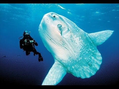 10 Facts about the Ocean Sunfish 10 Facts about the Ocean Sunfish