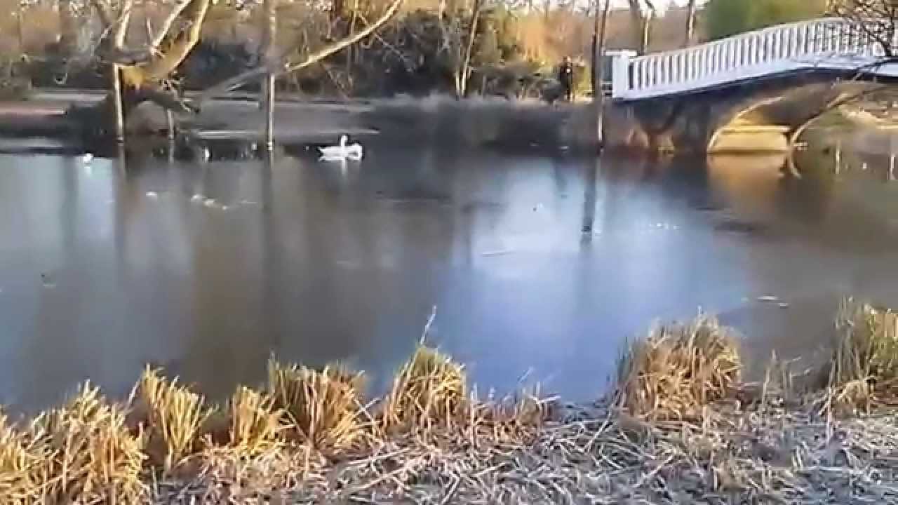 Lac Ibis - Le Vésinet