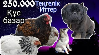 Ит пен құс базары, 250-мыңдық иттер! Ит базар, құс базар 15.02.2020