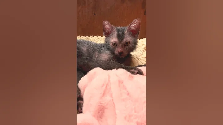 Watch the video about Willem PuppyCat being cute for me #lykoi #cat #kitten #cute #baby #sphynx #catfamily #mycat