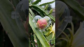 The Secret to Growing Heart-Shaped Dragon Fruit ❤️