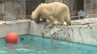 ホッキョクグマ　プールでタイヤ遊び~ Polar Bears playing in the pool