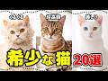 レアすぎ!実在する最も希少で珍しい猫種たち