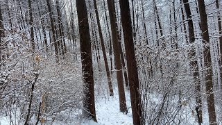 명지산 등산과 설경 Myeongjisan Snowy Forest Hike (short version)