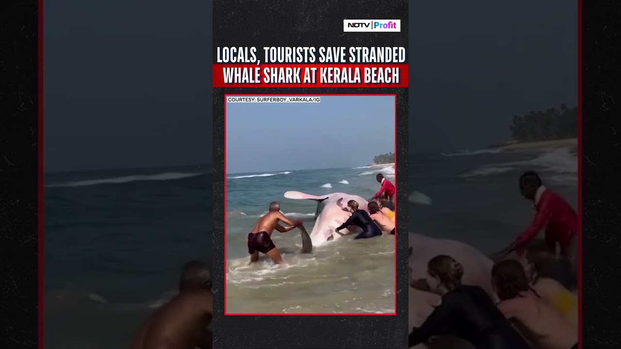 Locals Save A Stranded Whale Shark In Kerala