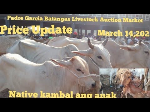 PRICE UPDATE INAHIN BAKA NATIVE UMANAK NG KAMBAL/MARCH 14,2025/PADRE ...