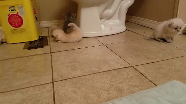 Watch the video about Adorable Munchkin Minuet Napoleon babies