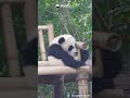 This Is Why Pandas Are Called Little Rice Balls | iPanda #shorts