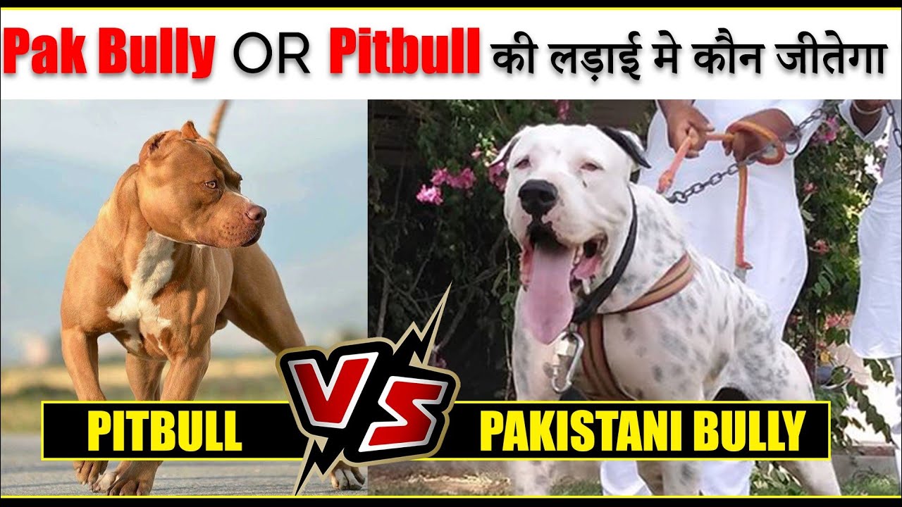 bully kutta dog fight video