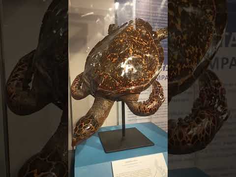 inside the museum of natural history #museum