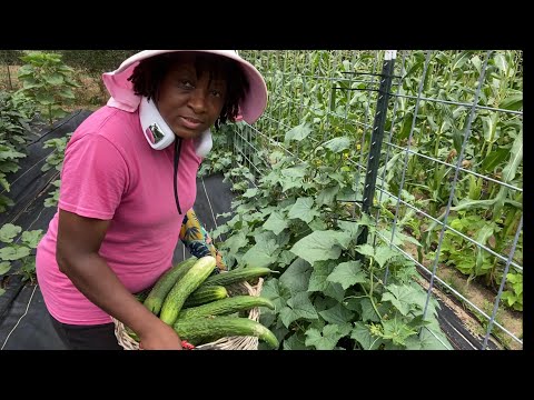 Harvesting Before The Storm