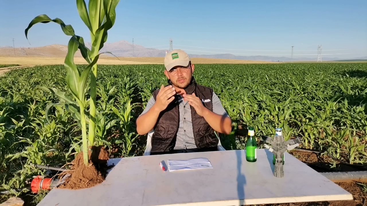 Mısır'da Yüksek Verim 10 Ana Madde