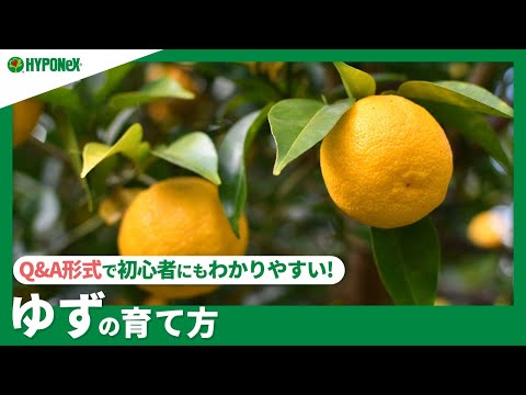 153 ゆずの育て方 青ゆずは収穫するの 植えつけの注意点や 剪定などの作業もご紹介 Plantiaq A 植物の情報 育て方をq A形式でご紹介 Youtube