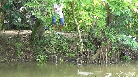 Câu loài cá nước ngọt tuy nhỏ nhưng nhiều, giật sướng tay | Fishing in Việt Nam