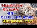 #87【猫のいい話】子猫を飼うことが夢だった夫が他界・・初七日の日、突然、うちの庭に現れた猫が向かった先が・・・これは感動！