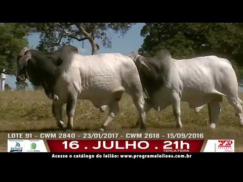 LOTE 091