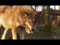 Stunning Wildlife