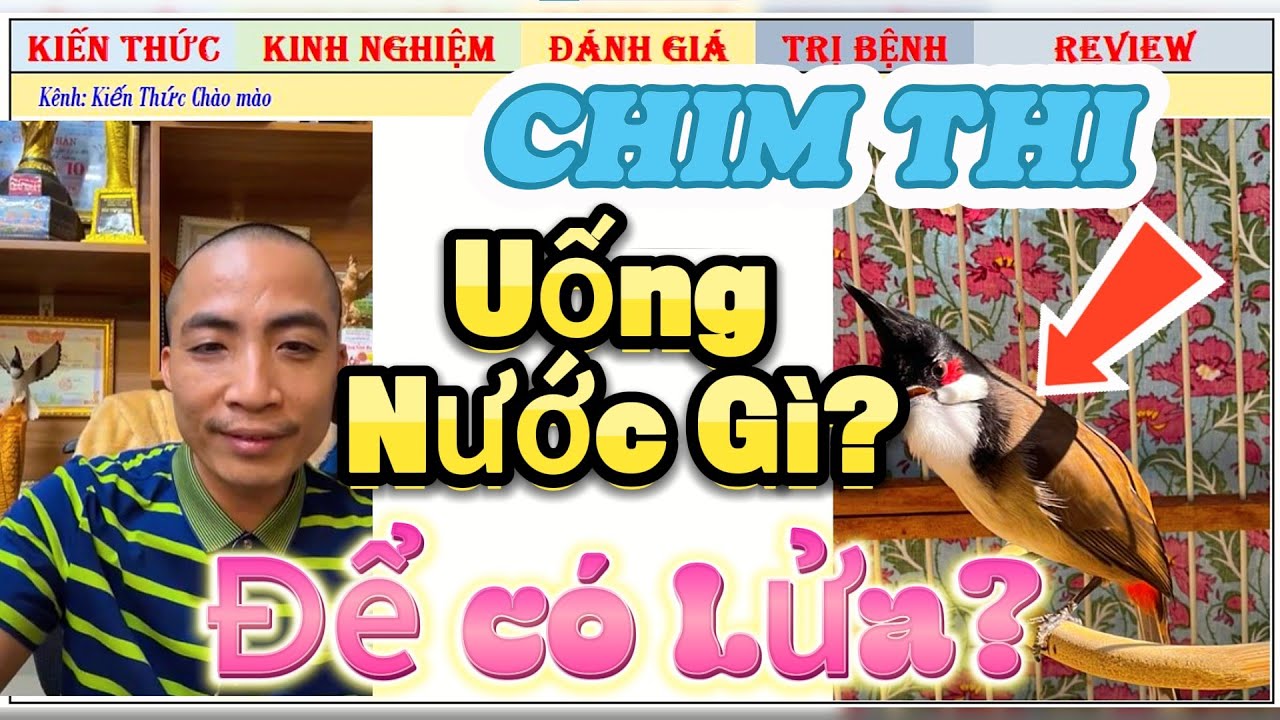 Thật sự Chim Chào mào uống nước Lả, nước Lọc, nước Giếng thì nước nào dễ vào Lửa nhất?