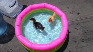 MOV_0830.mp4