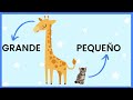 GRANDE y PEQUEÑO - Actividades para NIÑOS - Nociones Básicas (Concepto de TAMAÑO) - ¡En Español!