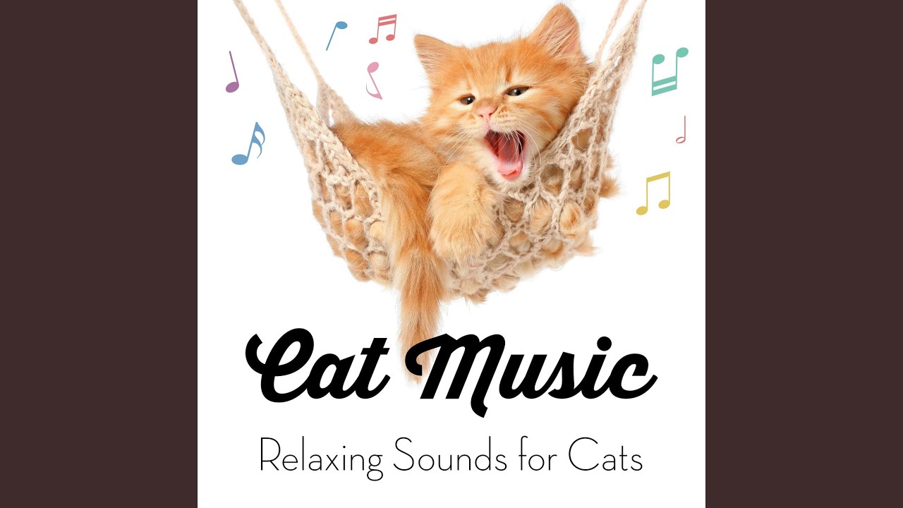 Cat meaning. Cat Song. Music Cat баннер ютуба. Music Therapy for Cats. Sydney the Song Cat.