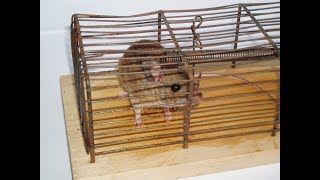How to catch rats in your home -homemade mouse trapbuilding the /mouse
trap! (it worked!) subscribe this channel:
https://www./channel/uc_0ilm2jua...
