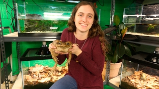 Wrapping Up the Frog Study