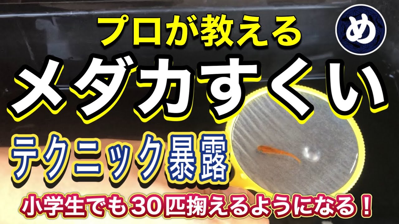 メダカすくい プロが教えるメダカ掬い テクニックを暴露します Youtube