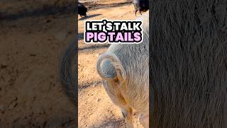 Today let’s talk tails! Pig tails to be exact! 🐷 #pigs #pigfacts #pigeducation