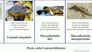 Piscis ordo Centrarchiformes lepomis ambloplites macquaria fish falco humilis ri