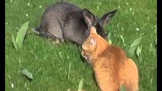 Любовные игры (секс) кролика и кота - Love games (sex) cat with rat Любовные игры (секс) кролика и кота - Love games (sex) cat with rat