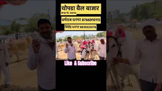 Dharmaraj Dhangar,Chopda bail bajar. MoNo:8766910115.#shorts #viral #animal.